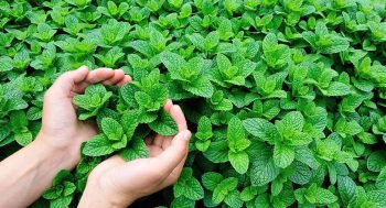 daun mint